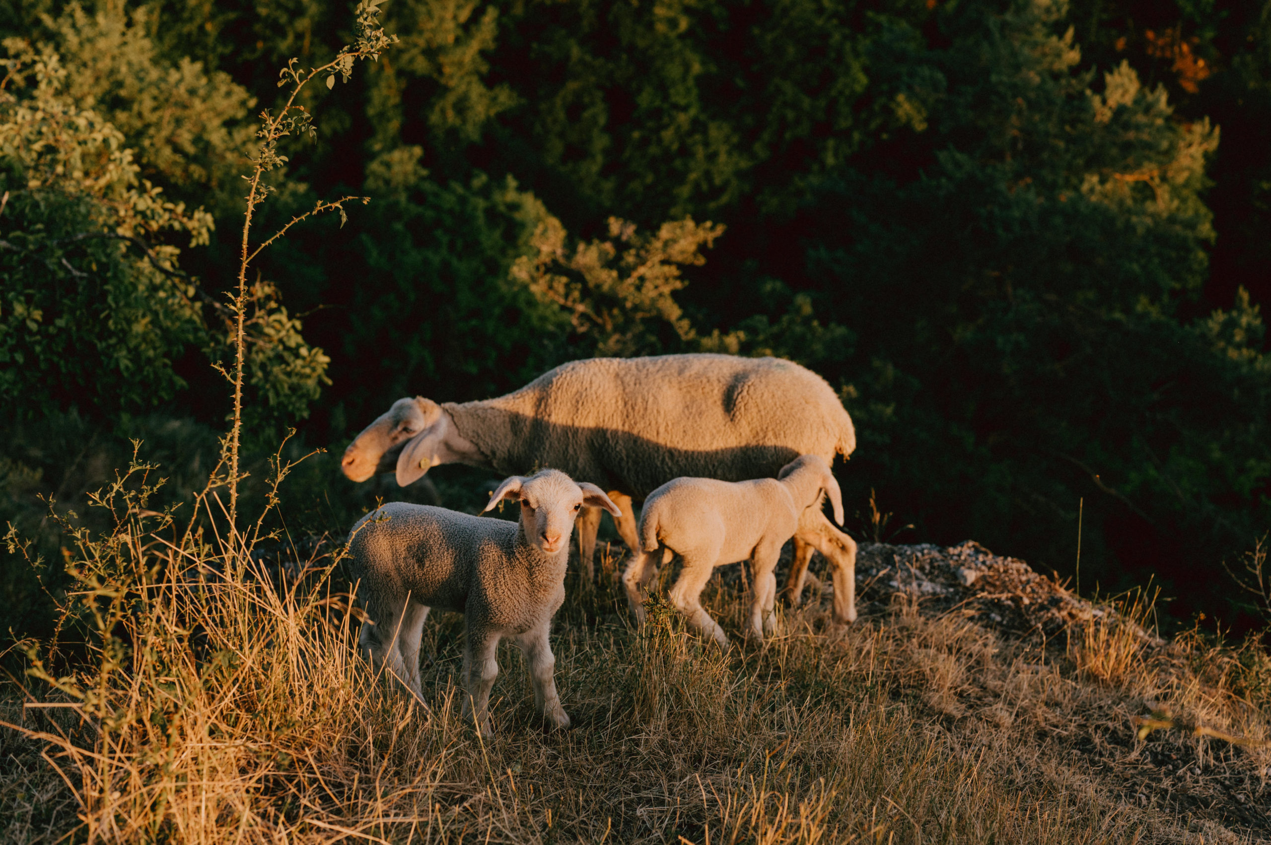 Schafe Niesten, Foto © Jana Margarete Schuler, Alle Rechte vorbehalten