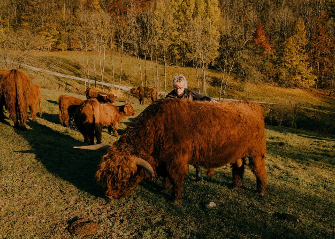 Adelgunde Gagel Hochlandrinder